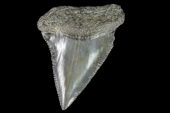 Serrated, Fossil Great White Shark Tooth - Large Specimen! #76453